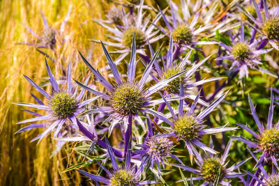 Close-up of purple thistle flowers