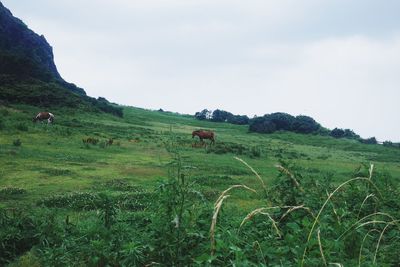 Scenic view of grassy field against sky