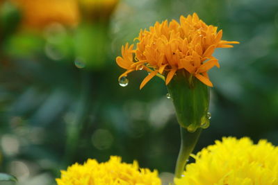 Close-up of yellow marigold flower