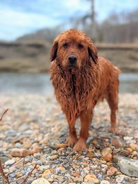 Adorable red golden retriever loves to swim but hates to be wet