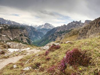 Contrast of pink twigs heather bushes with cold peaks of rocks. spring come to dolomites mountains.