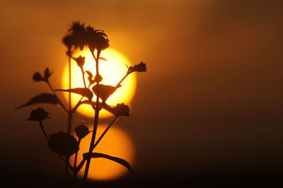 Close-up of silhouette plants against sky during sunset