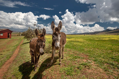 Donkeys in a field, sacred valley, peru