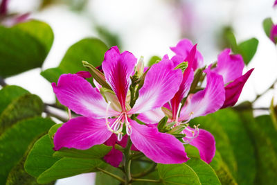 Close-up of pink flowering plant