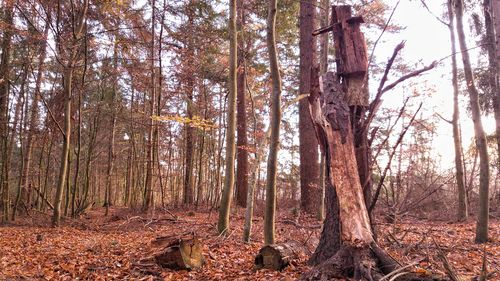 Trees in forest during autumn