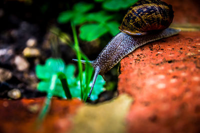 Close-up of snail