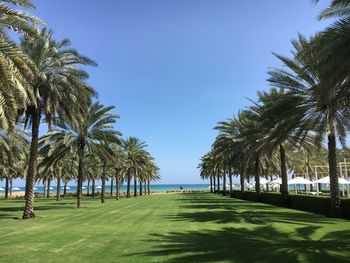 Scenic view of palm trees against clear blue sky