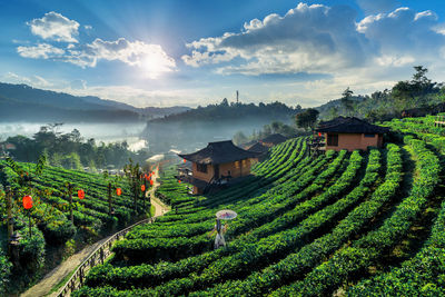 Panoramic shot of agricultural field against sky