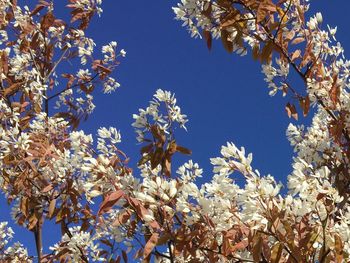 Low angle view of tree against blue sky