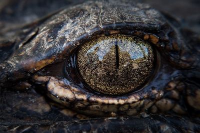 Close-up of crocodile eye