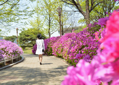 Rear view of woman walking on pink flowering plants