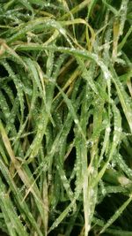 Full frame shot of green leaves