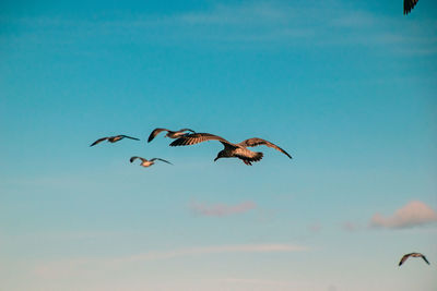 Low angle view of bird flying against clear sky