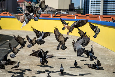 Pigeons flying in a city