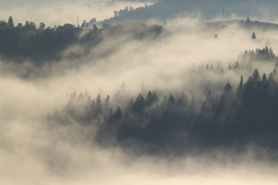 Panoramic view of trees in forest against sky