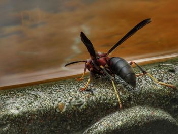 Close-up of insect