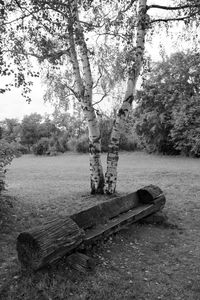 Trees on field against sky