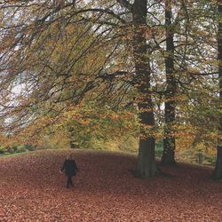 Trees in park