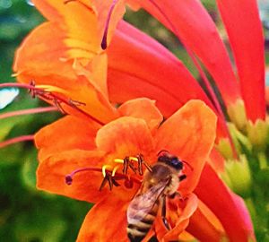 Close-up of insect on flower