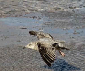 High angle view of seagull flying over lake