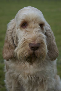 Close-up portrait of puppy