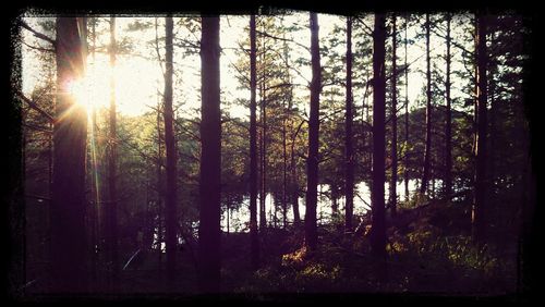 Sun shining through trees