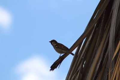 Close-up low angle view of sparrow against blue sky