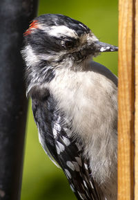 Close-up of bird perching on a tree