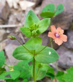 Close-up of yellow flowers