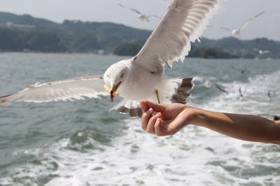 Cropped hand of person feeding seagull flying over sea