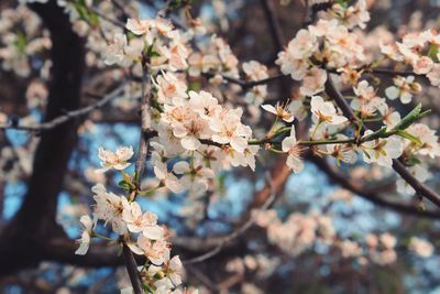 Close-up of fresh flowers on branch