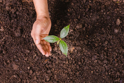 Cropped hand of person holding plant