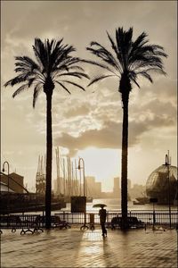 Silhouette palm tree by sea against sky