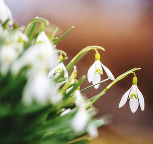 Close-up of white flowering plant