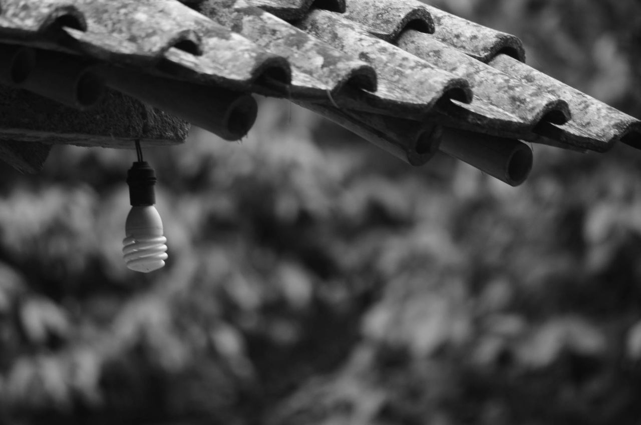 focus on foreground, no people, hanging, day, low angle view, close-up, light bulb, lighting equipment, outdoors, nature, selective focus, electricity, metal, wood - material, connection, technology, transportation, motion, in a row, tree