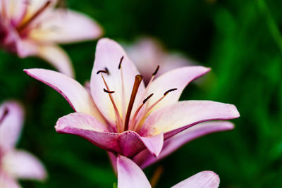 Close-up of pink flower