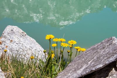 High angle view of yellow flowers amidst rocks against sky