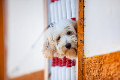 Sweet fury white dog leaning out of a window with balusters at the heritage town of salamina