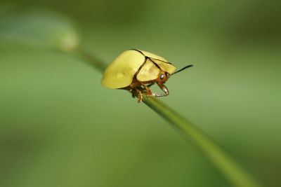 Close-up of insect on leaf