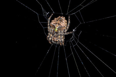 Close-up of spider on web against black background