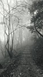 Narrow pathway along trees