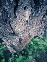 Close-up of tree trunk