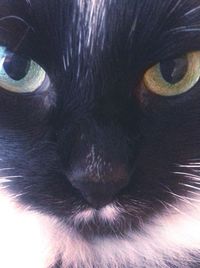 Close-up of cat