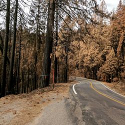 Road amidst trees in forest