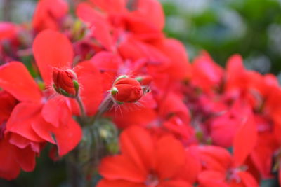 Close-up of red flowering plants