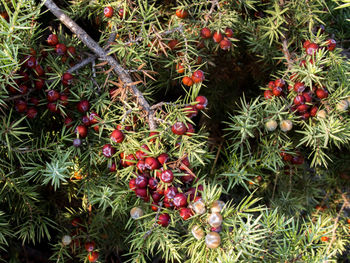 High angle view of red flowers growing in garden