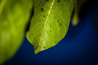 Close-up of leaves