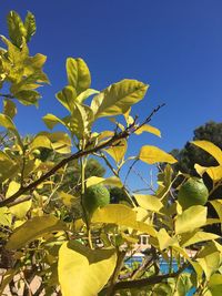 Low angle view of plants against clear blue sky