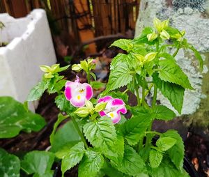 Close-up of pink flowers blooming outdoors