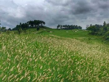 Scenic view of field against cloudy sky